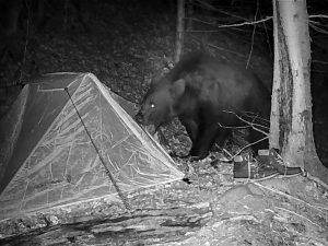 Unsealed food on a camping trip can cost you your life or ruin your tent